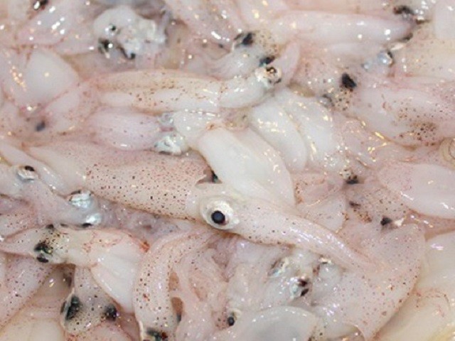 pescheria marenostrum pesce fresco brescia gussago calamaretti