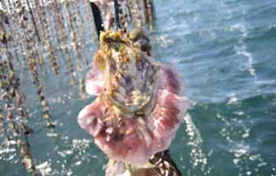 pescheria marenostrum pesce fresco brescia gussago ostrica tarbouriech