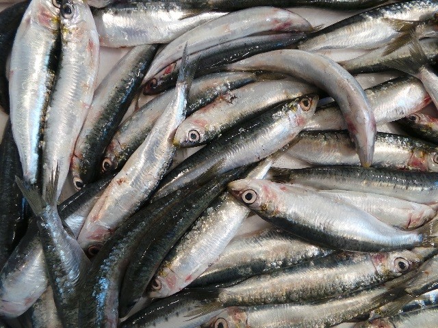 pescheria marenostrum pesce fresco brescia gussago sardine